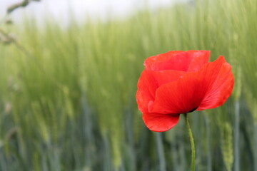 Obraz premium Red Poppy