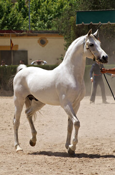 Portrait of a champion arabian stallion
