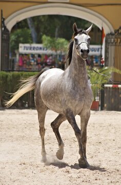 Portrait of a champion arabian mare