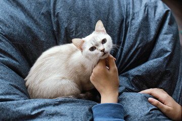 A cute little cat on a couch is sitting and looking to the camera, hand stroking the cat's neck, spoiled white cat