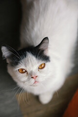 A thin white cat has black fur on its ears and beautiful yellow eyes staring at the camera that is above