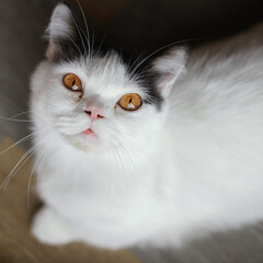 A thin white cat has black fur on its ears and beautiful yellow eyes staring at the camera that is above