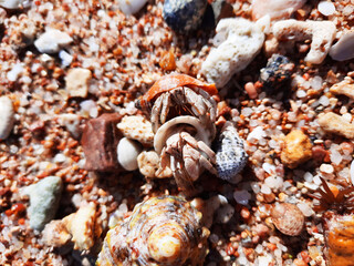 Small crustaceans in shells on pebbles
