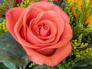 Salmon Colored Rose