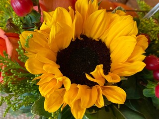 Black and Yellow Sunflower
