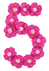 Arabic numeral 5, five, from pink flowers of flax, isolated on white background
