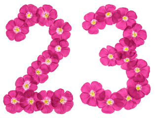 Arabic numeral 23, twenty three, from pink flowers of flax, isolated on white background