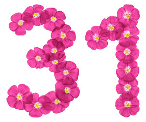 Arabic numeral 31, thirty one, from pink flowers of flax, isolated on white background