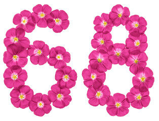 Arabic numeral 68, sixty eight, from pink flowers of flax, isolated on white background
