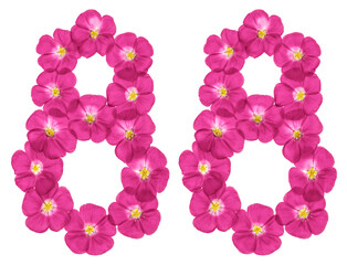 Arabic numeral 88, eighty eight, from pink flowers of flax, isolated on white background