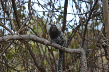 Sagui (soin) na árvore 3