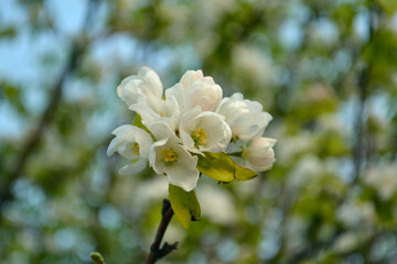 Blooming apple tree. Apple flowers. White flowers of a fruit tree.