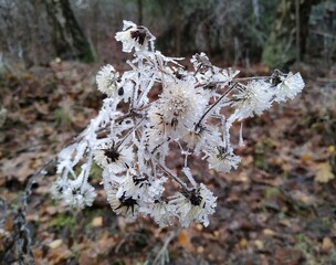 frost on the tree