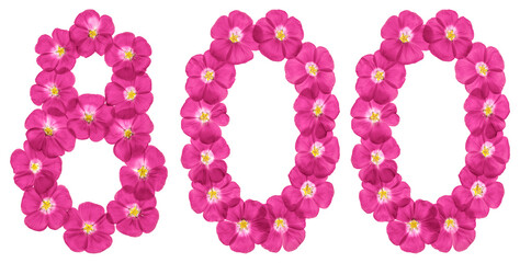 Arabic numeral 800, eight hundred, from pink flowers of flax, isolated on white background