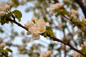 Blooming apple tree. Apple flowers. White flowers of a fruit tree.