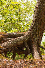 astonishingly growing tree