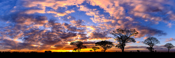 Obraz premium Panorama silhouette tree in africa with sunset.Tree silhouetted against a setting sun.Dark tree on open field dramatic sunrise.Typical african sunset with acacia trees in Masai Mara, Kenya