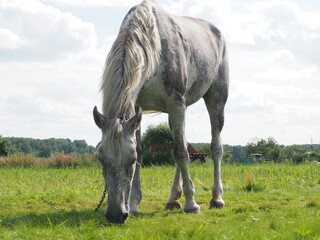 gray horse walking in the field. farming.