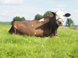 large dairy cow walking in the field. farming.