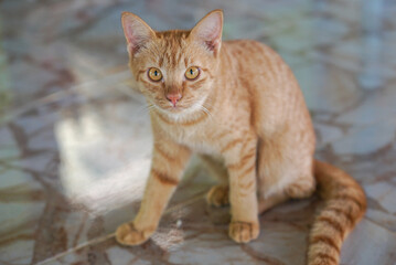 Little cat on the marble floor