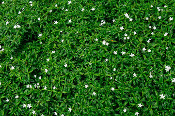 Obraz premium natural tiny green leaf and white flower background