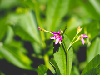 Purple white flowers and leaves