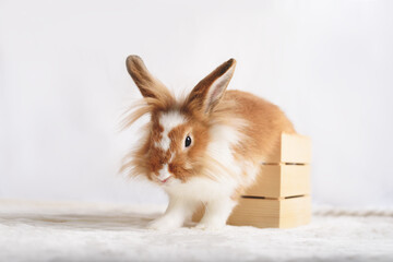 Adorable little red rabbit on a white background.