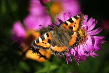 butterfly on flower