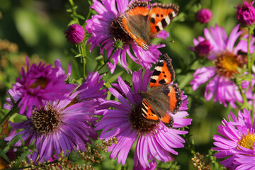 butterfly on flower