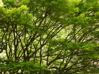 並木のヴェール