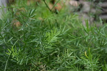 green grass background