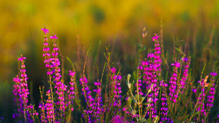 Naklejka premium Fleurs de bruyère sauvage se détachant par-dessus un arrière plan verdoyant, aux teintes chaleureuses