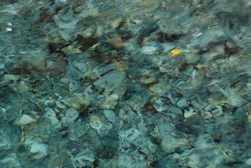 透き通った川の水