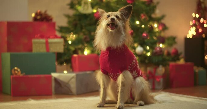 Cute dog poses in front of Christmas tree and presents