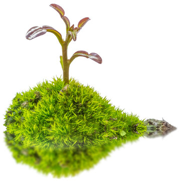 jeune Arbre sur butte de mousse