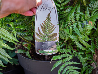 A hand holding a plant label of a fern in a plant pot.