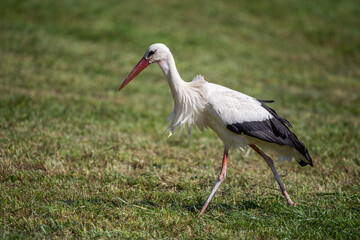 Ciconia ciconia Cigogne blanche