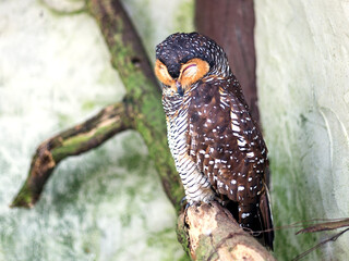 Sleepy owl on a tree branch