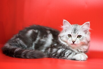 Siberian cat on red backgrounds