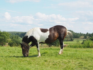 tied horse for a walk in the field. farming.