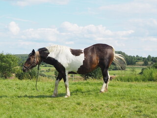 tied horse for a walk in the field. farming.