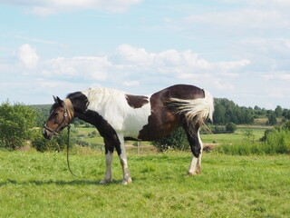 tied horse for a walk in the field. farming.