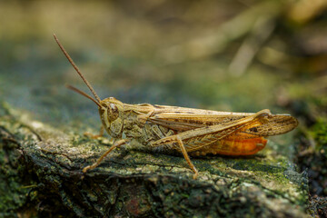 Macro shot of a UK grasshopper