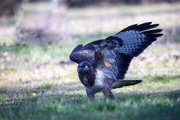 Buteo buteo buse variable