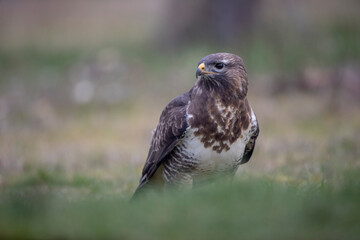 Buteo buteo buse variable