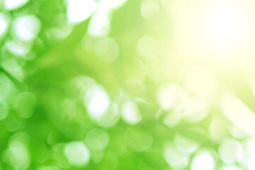 Green light leaves blurred and blur natural abstract. Effect sunlight  soft bright shiny style  bokeh circle yellow and orange blurry morning . For wallpaper backdrop and background.
