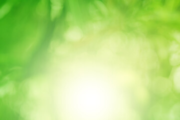 Obraz premium Green light leaves blurred and blur natural abstract. Effect sunlight soft bright shiny style bokeh circle yellow and orange blurry morning . For wallpaper backdrop and background. 