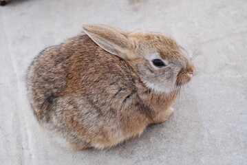 茶色のウサギ