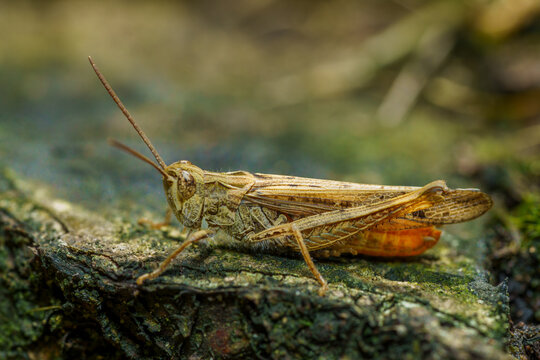 Macro Shot Of A UK Grasshopper