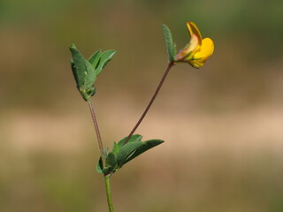 Wildflower (Lotus castellanus)